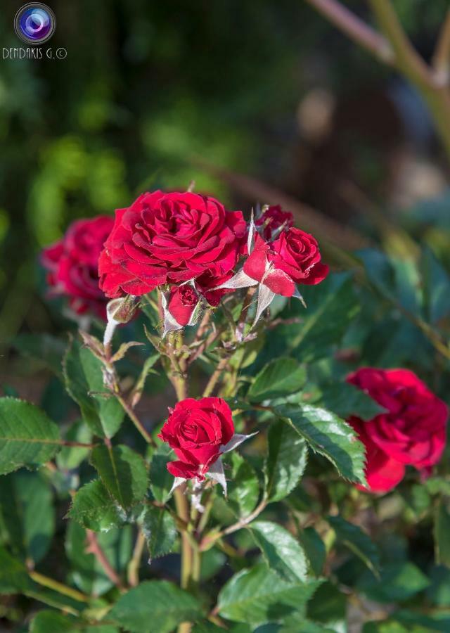 Nikis Home Resmo Dış mekan fotoğraf